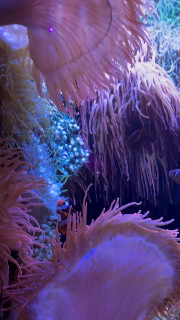 Video review of The Florida Aquarium