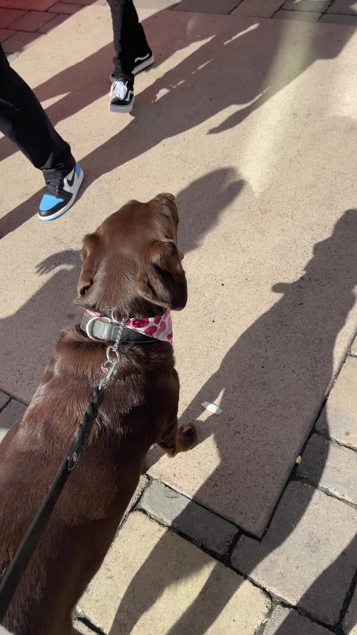 Little Italy Farmers Market