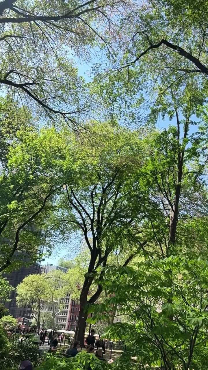 Video review of Shake Shack