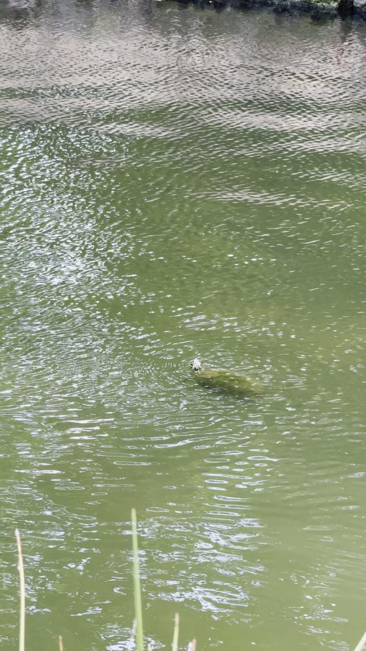 Video review of Blue Star Brewing Company