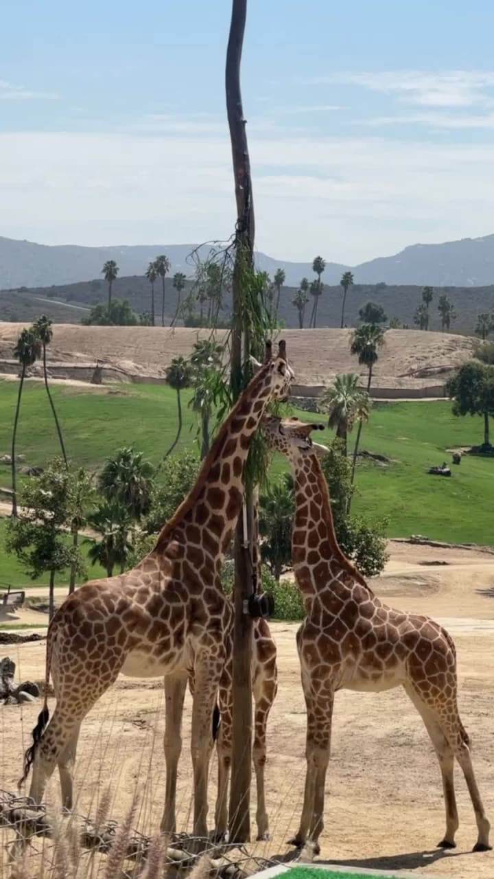 Video review of San Diego Zoo Safari Park