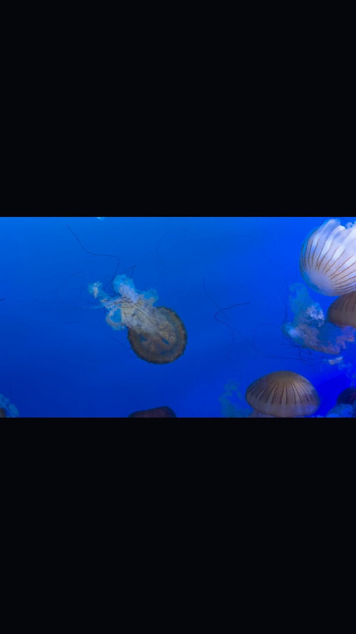 Video review of Mote Marine Laboratory & Aquarium