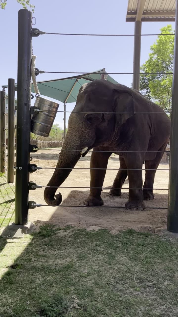 Video review of Houston Zoo