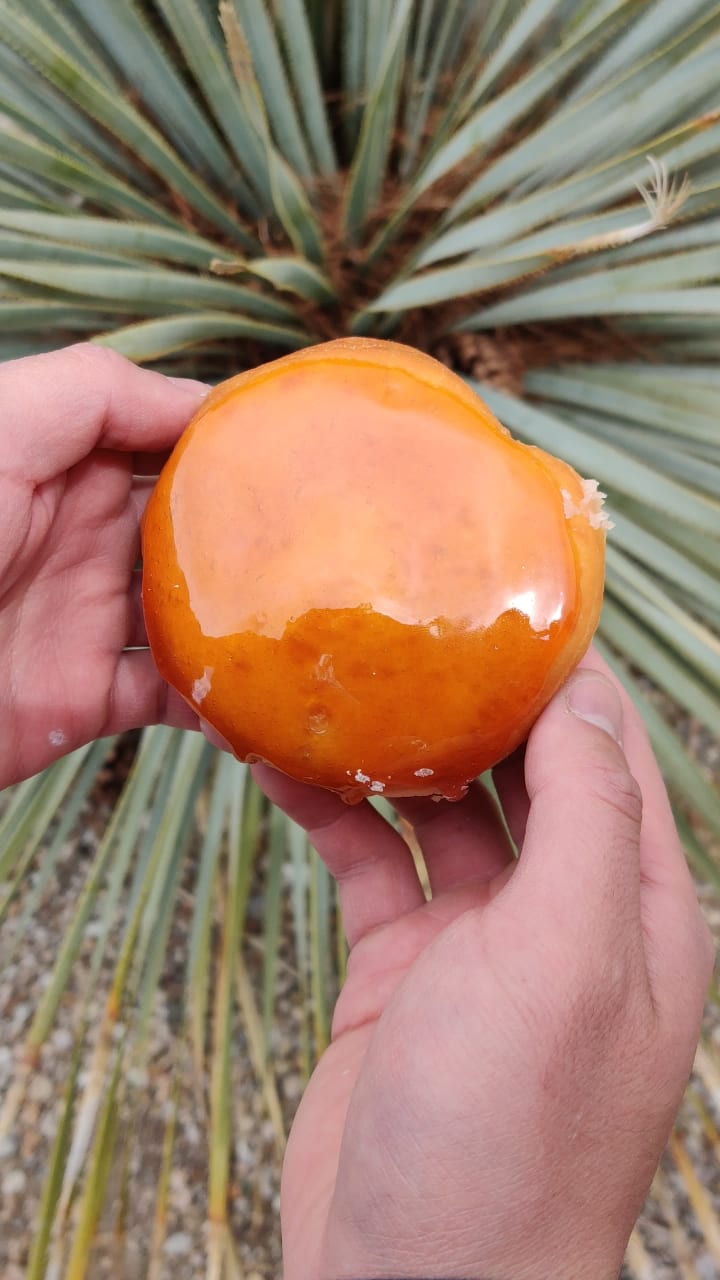 The Original Doughnut Bar