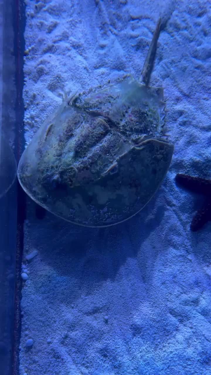 Video review of Atlantis Royal Towers