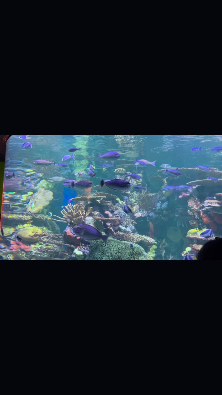 Video review of Ripley's Aquarium of Myrtle Beach